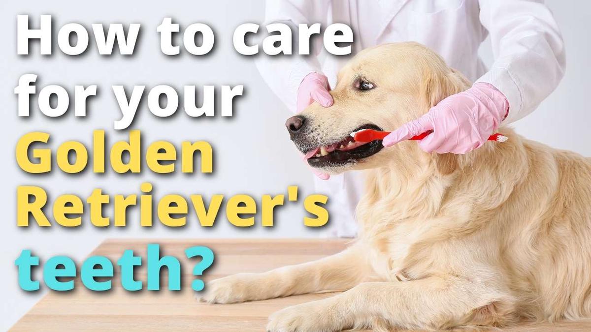 How To Care For a Golden Retriever's Teeth