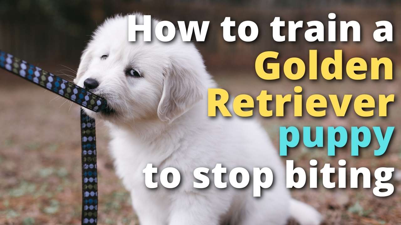 How To Train A Golden Retriever Puppy To Stop Biting