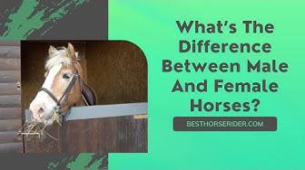 'Video thumbnail for What’s The Difference Between Male And Female Horses?'