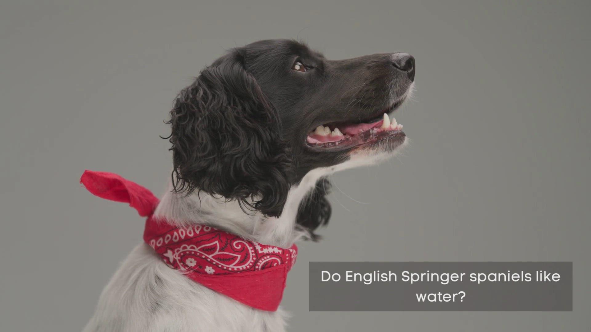 'Video thumbnail for Do English Springer spaniels like water?'