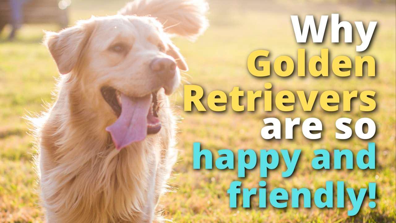 'Video thumbnail for Here's Why Golden Retrievers Are So Friendly'