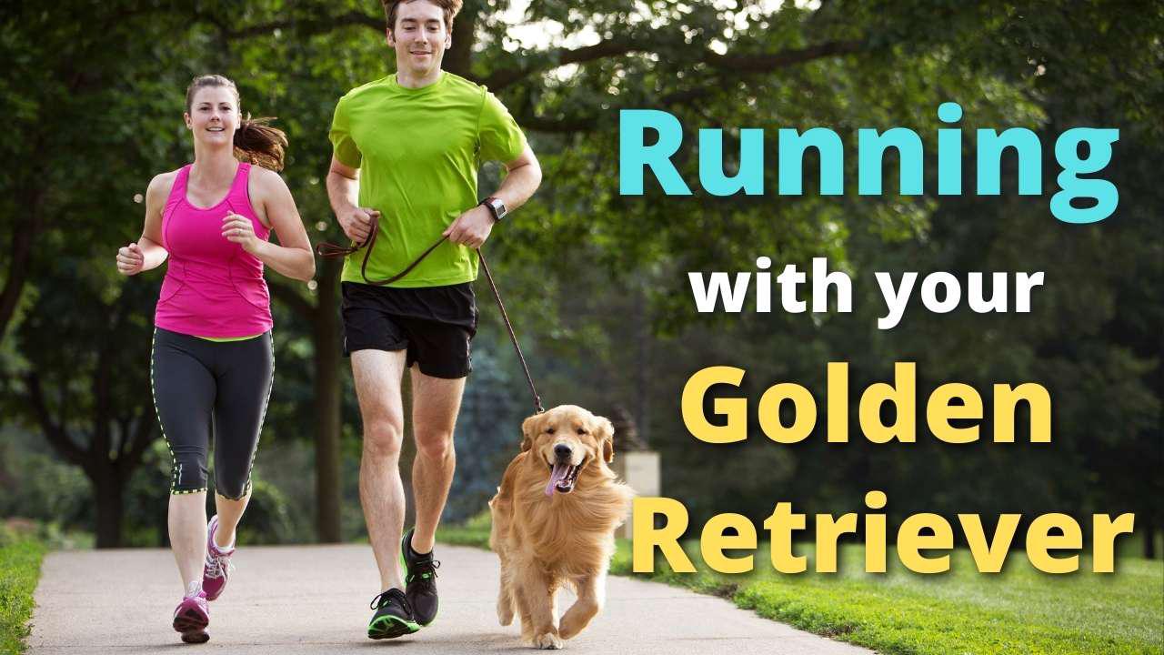 'Video thumbnail for Is it okay to run with a Golden Retriever?'
