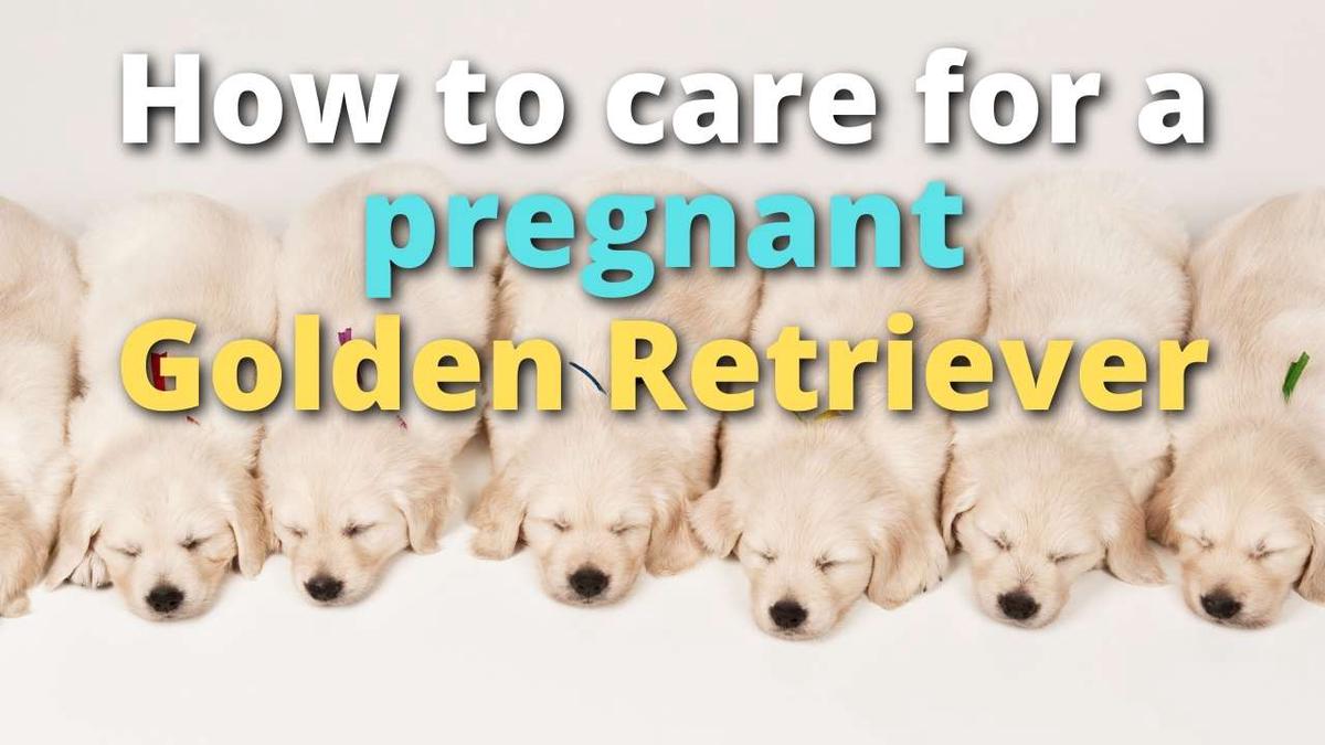 'Video thumbnail for Caring For a Pregnant Golden Retriever'