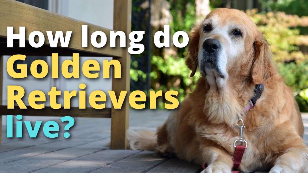 'Video thumbnail for How Long Do Golden Retrievers Live?'