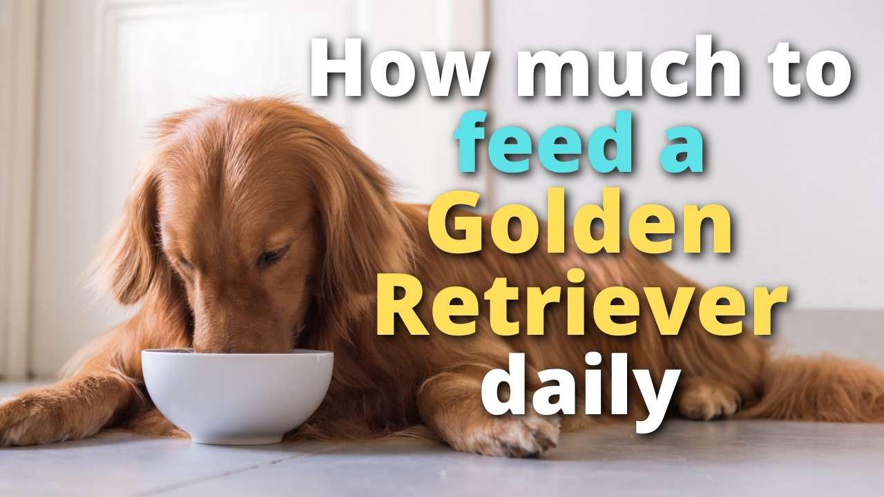 'Video thumbnail for How Much Should You Feed a Golden Retriever? (Puppy, Adult, Senior)'