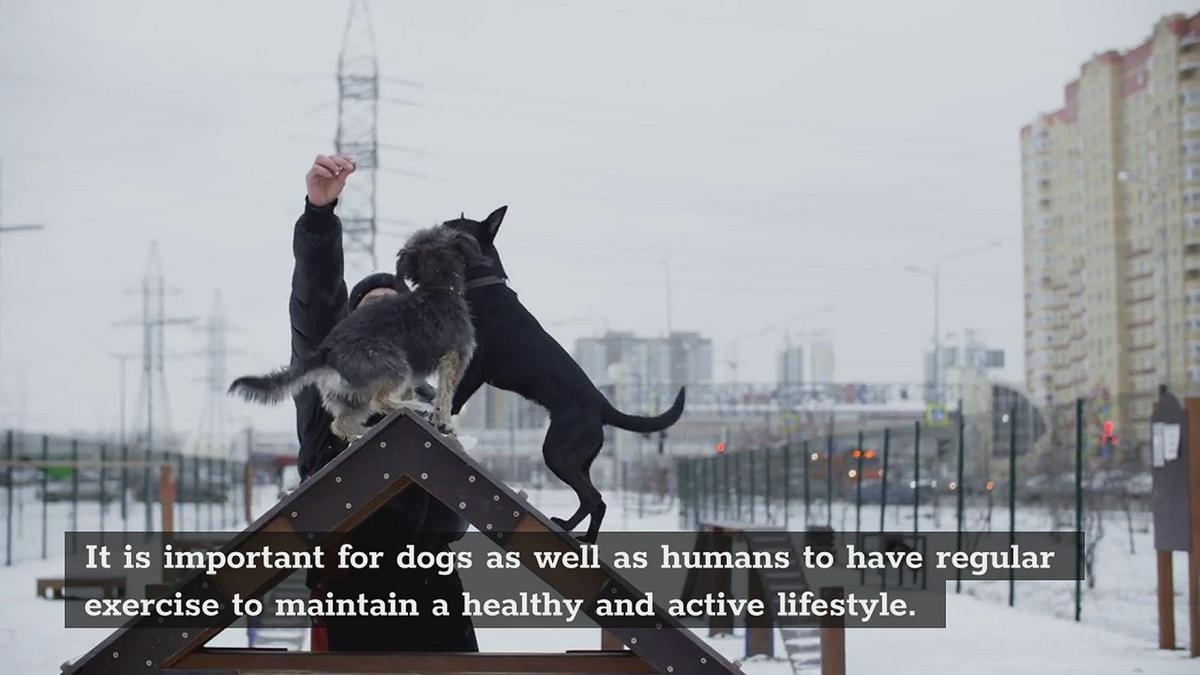 'Video thumbnail for Part 2 - How Much Exercise Does Your Dog Need,?'