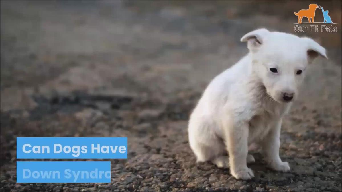 'Video thumbnail for Can Dogs Have Down Syndrome?'