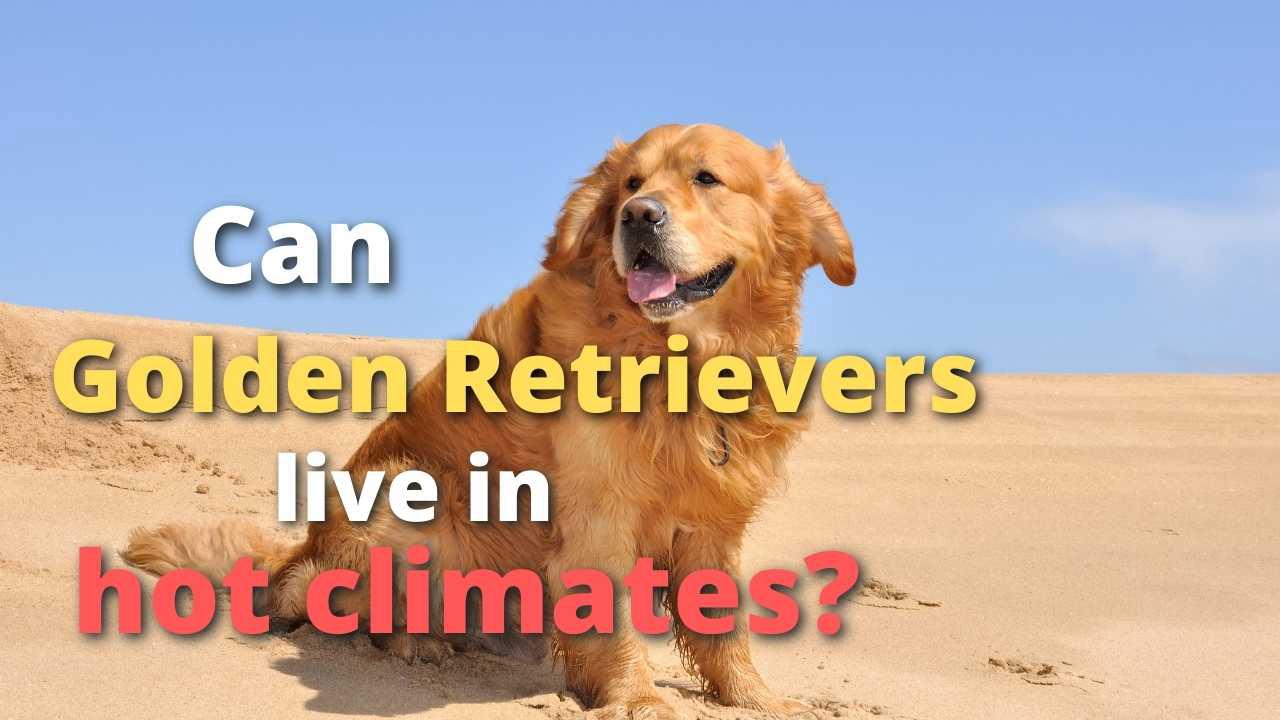'Video thumbnail for Are Golden Retrievers Good in Hot Weather?'
