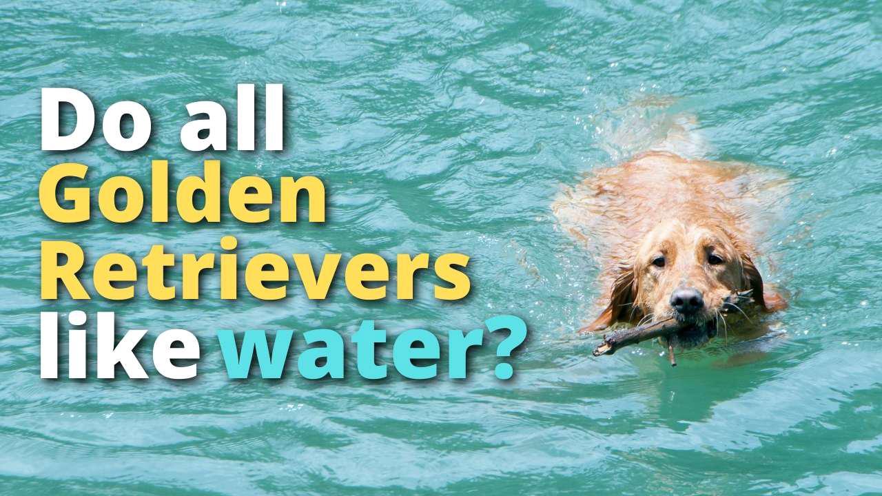 'Video thumbnail for Do All Golden Retrievers Like Water?'