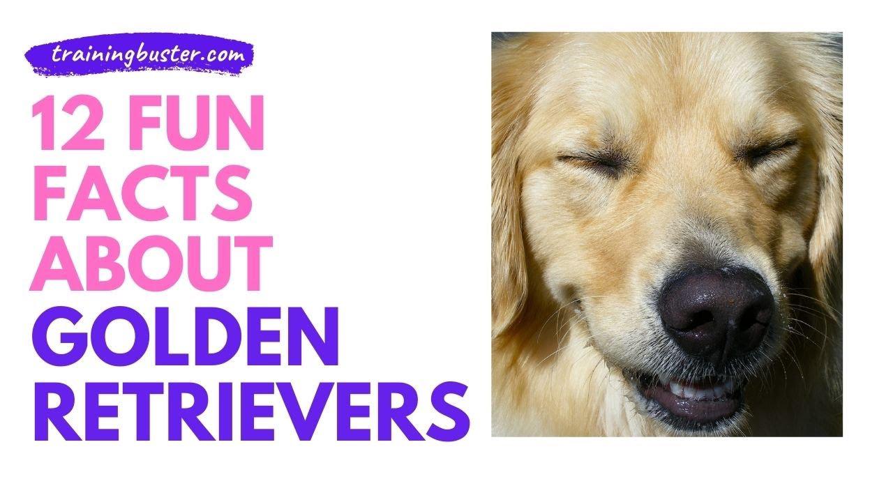 'Video thumbnail for 12 Golden Retriever Fun Facts'