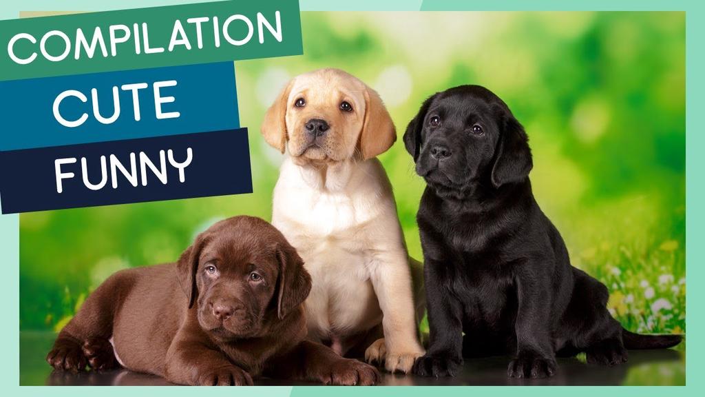 'Video thumbnail for Labrador Retriever Compilation: Cute Puppies, Funny Dogs & Tricks'