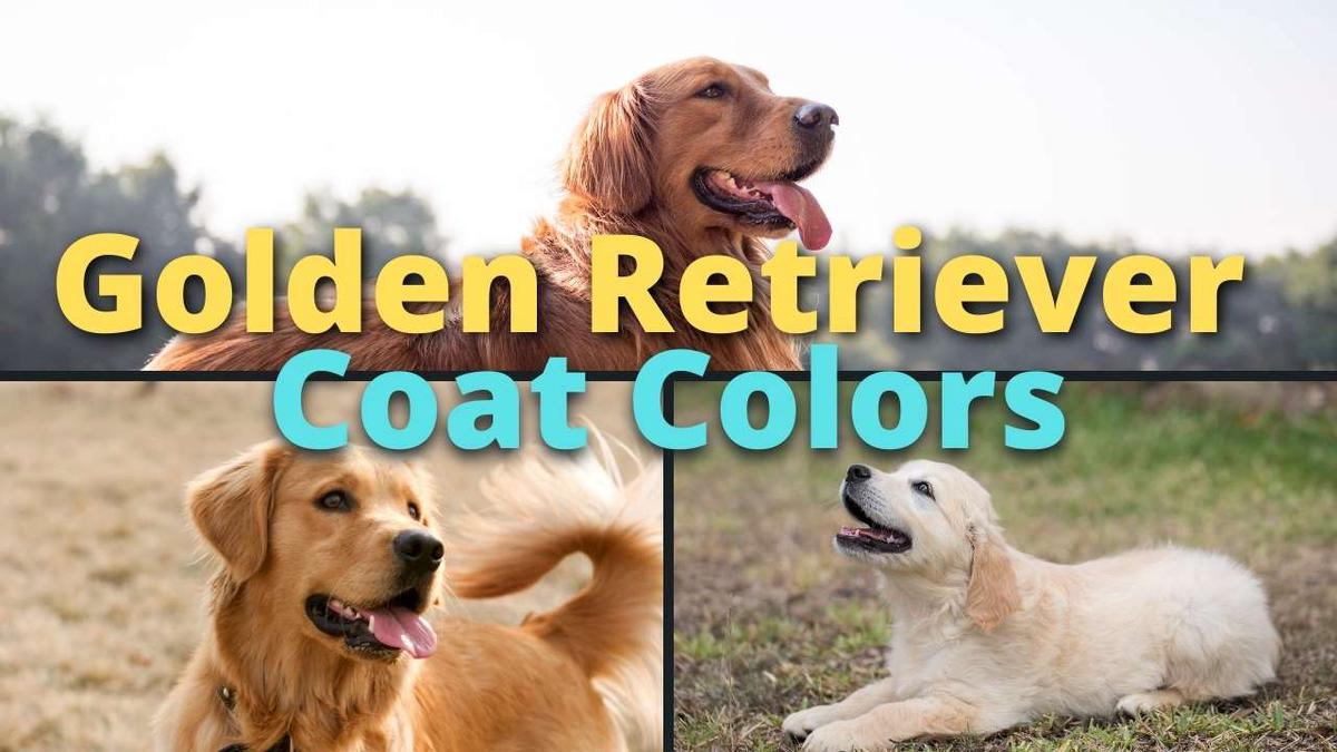'Video thumbnail for Coat Colors of Golden Retrievers'