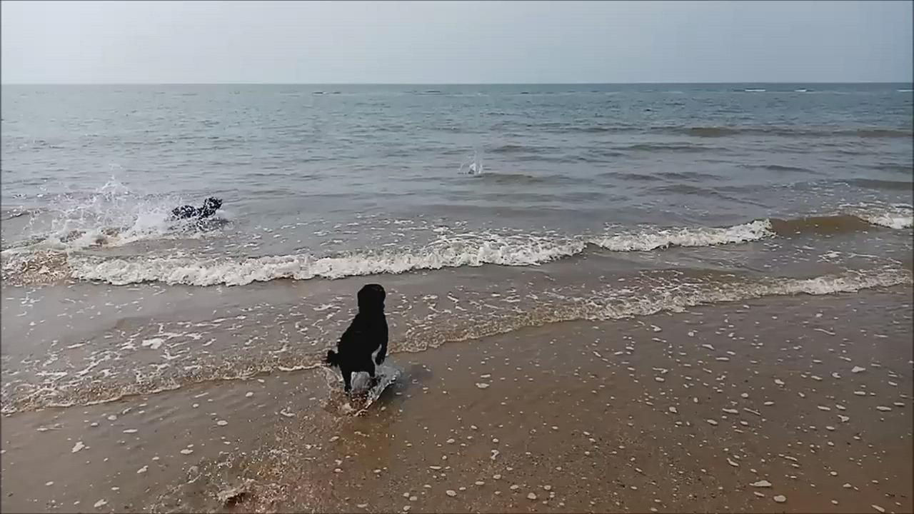 'Video thumbnail for How to get a dog to like water'