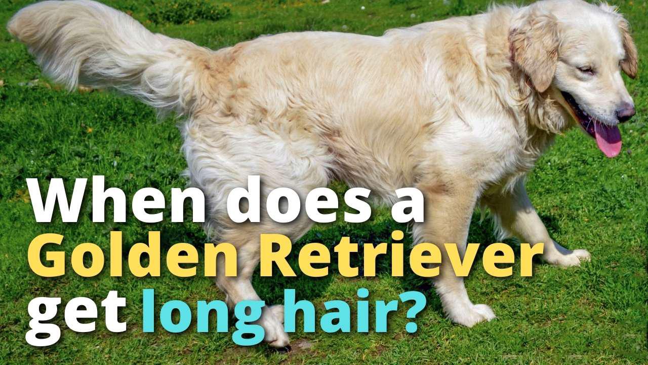 'Video thumbnail for When Does a Golden Retriever Get Long Hair?'