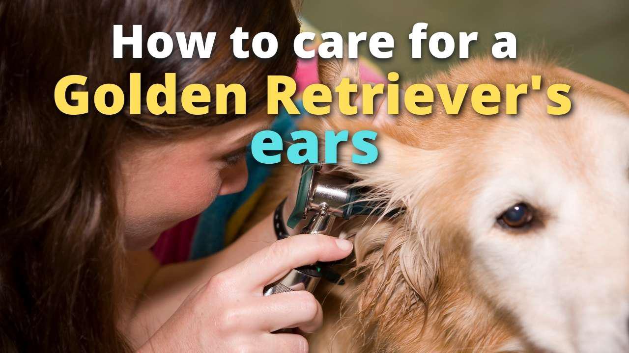 'Video thumbnail for Caring For a Golden Retriever's Ears'