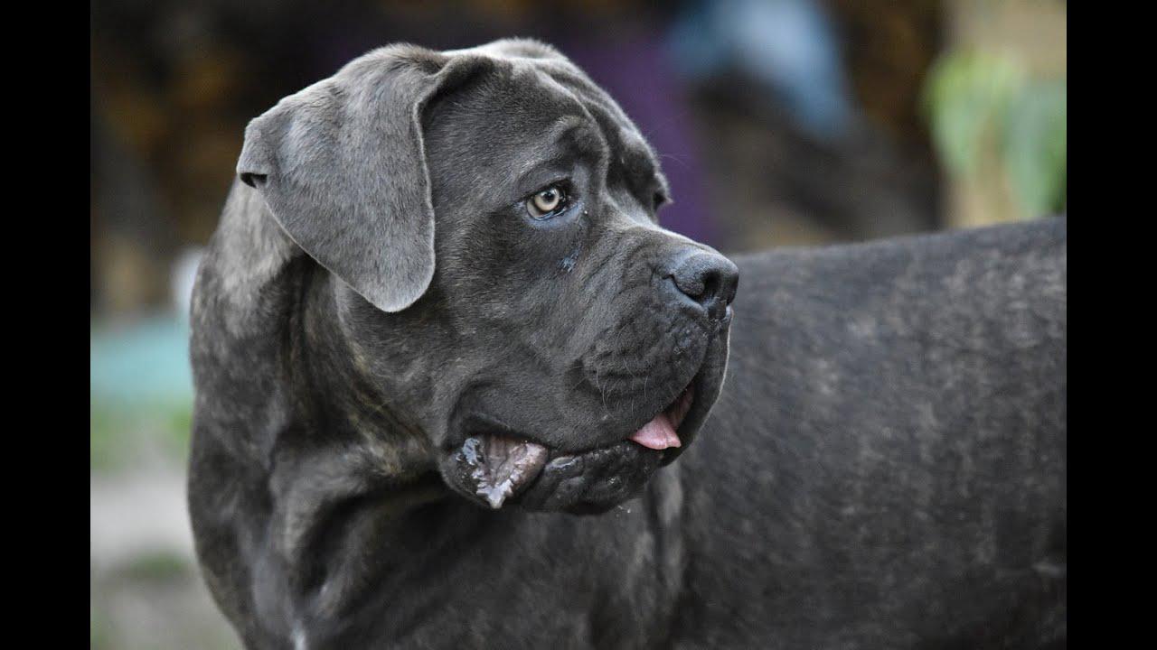 'Video thumbnail for A Mastiff Size Guide - How Big is an English Mastiff?'