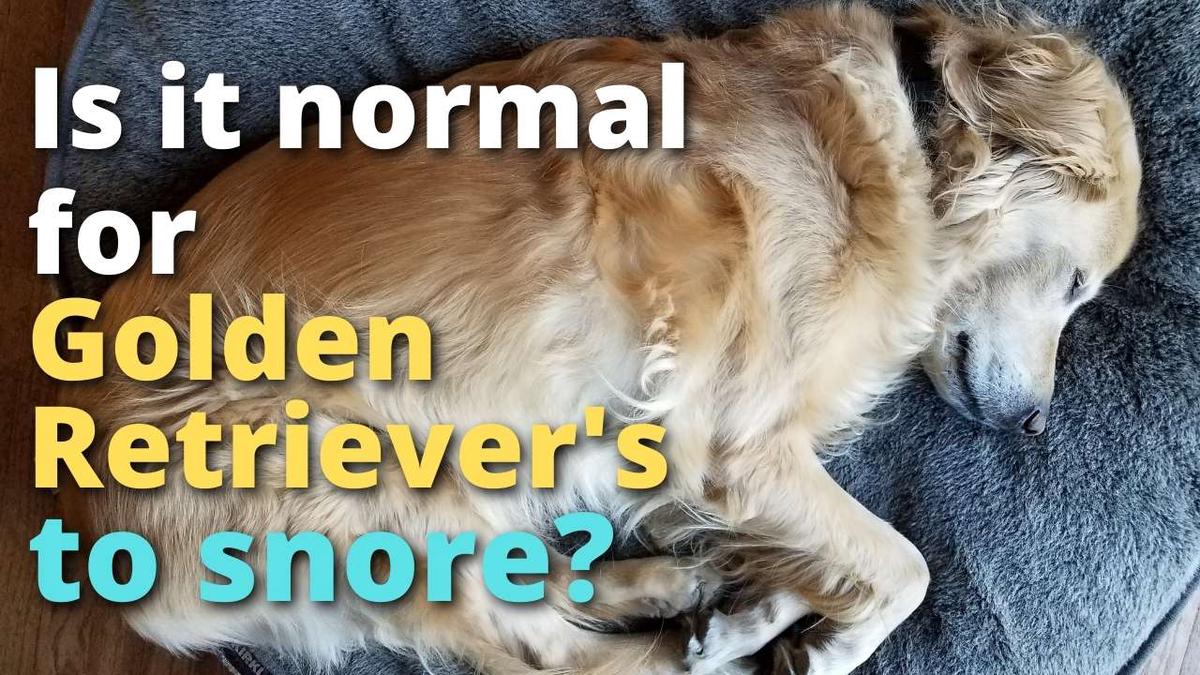 'Video thumbnail for Golden Retriever Snoring (Normal?)'