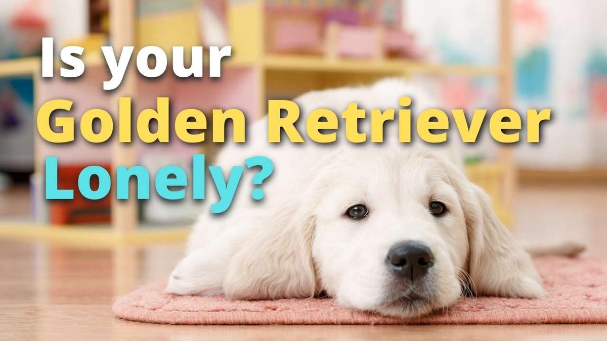 'Video thumbnail for Do Golden Retrievers Get Lonely?'