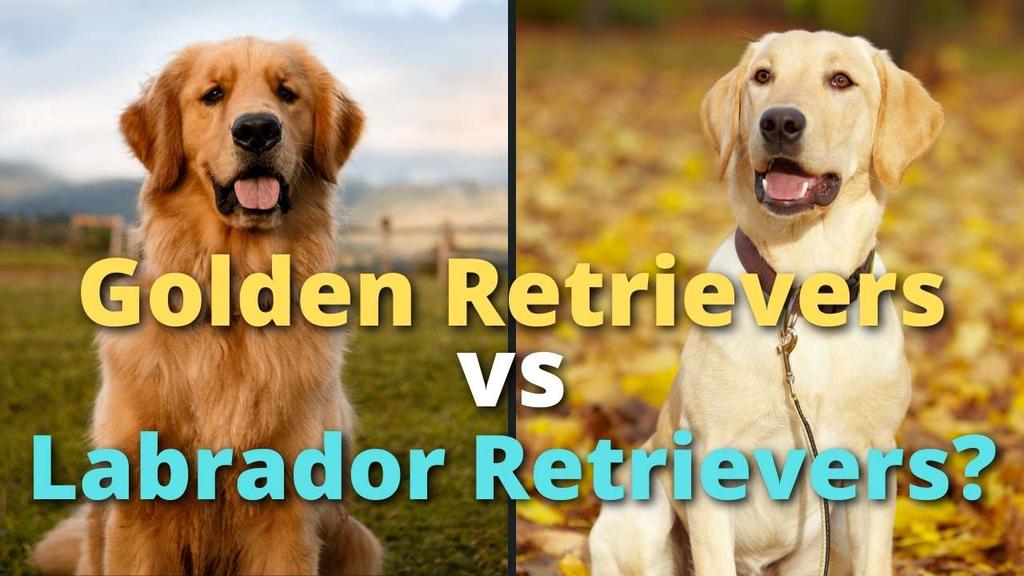 'Video thumbnail for Is a Golden Retriever a Labrador Retriever'
