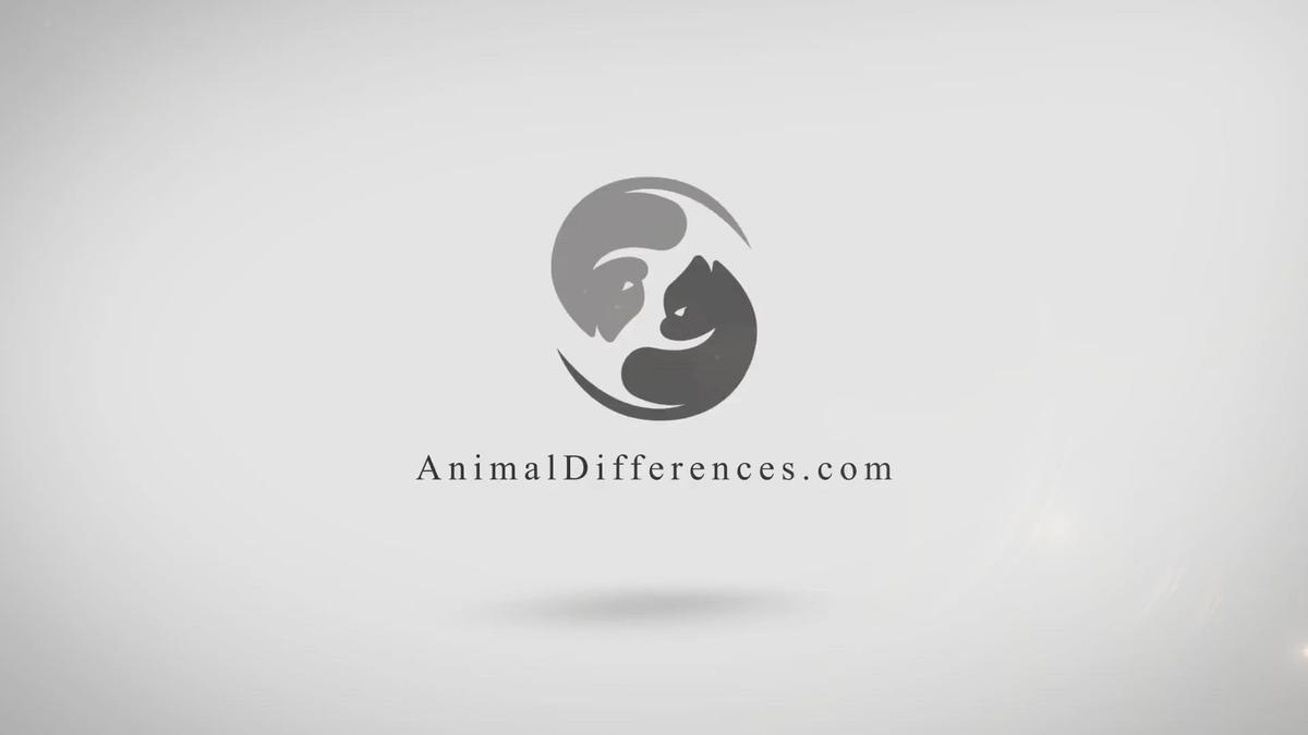 'Video thumbnail for Bull Shark vs Tiger Shark: What is the Differences?'