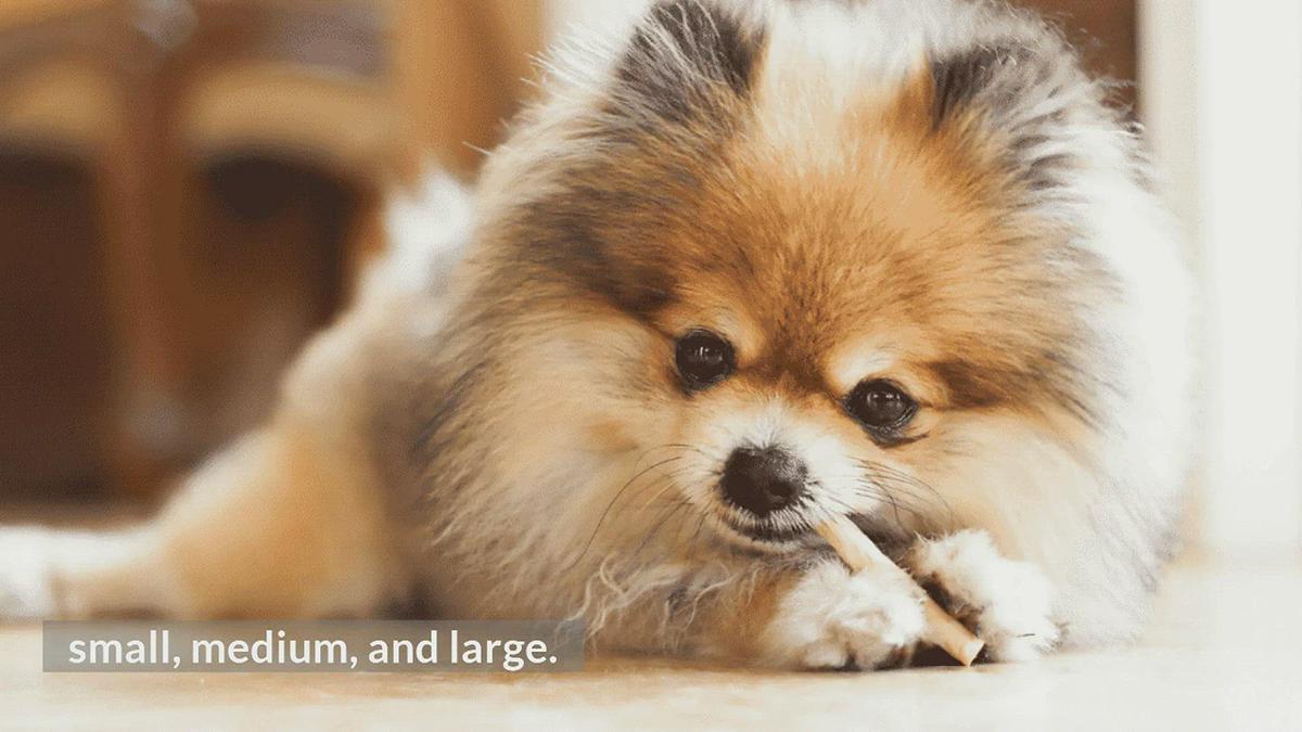 'Video thumbnail for What are the Different Dog Sizes? PART 1'