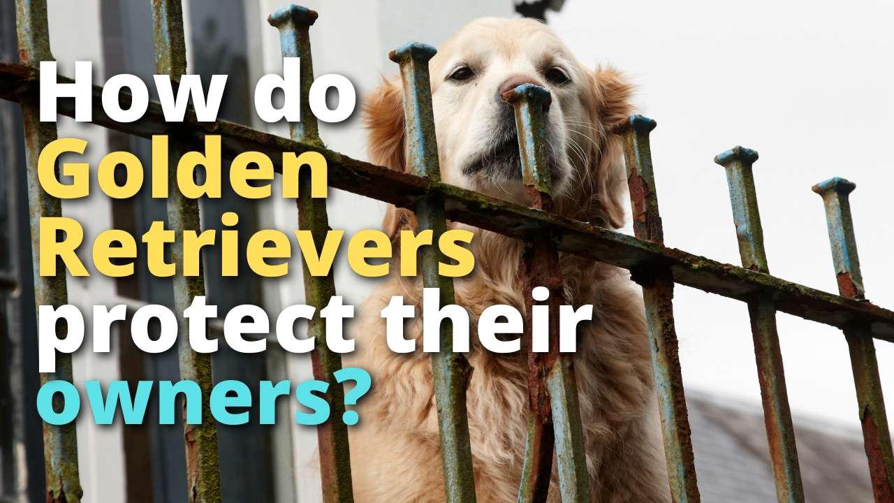 'Video thumbnail for Will Golden Retrievers Protect Their Owners??'