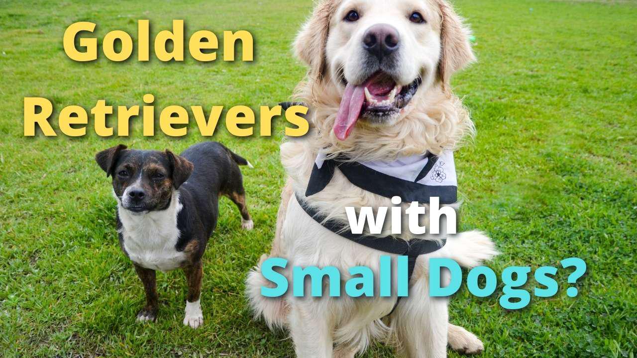 'Video thumbnail for Are Golden Retrievers Good With Little Dogs'