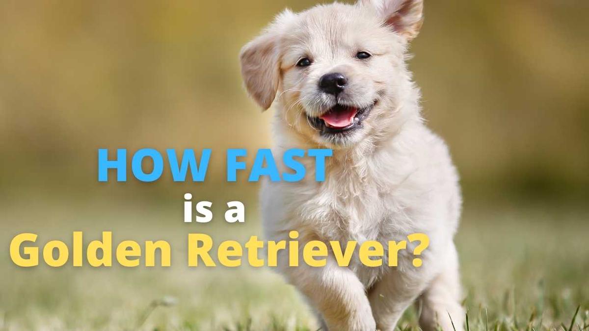 'Video thumbnail for How Fast Can a Golden Retriever Run?'