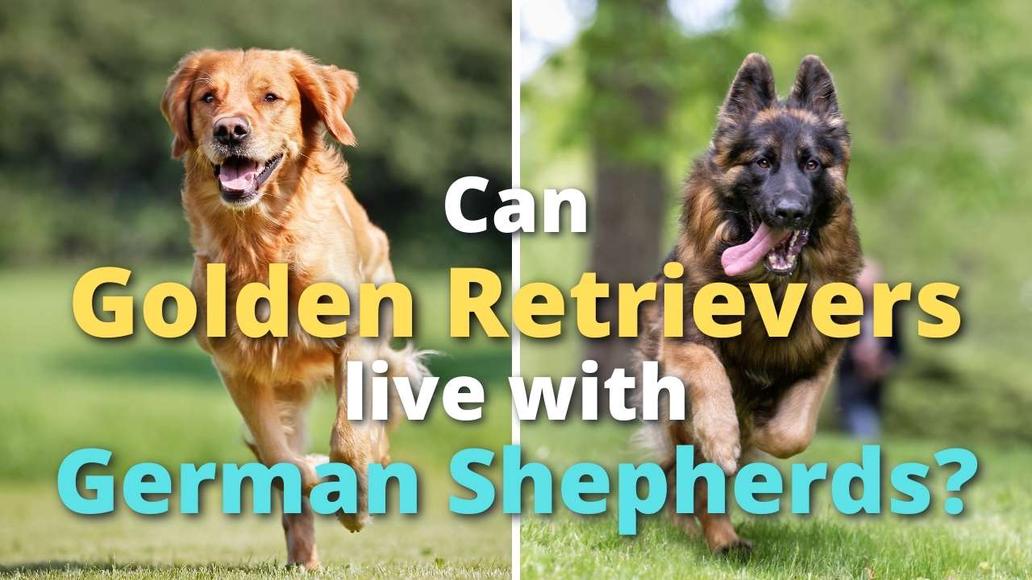 'Video thumbnail for Can a Golden Retriever and German Shepherd Live Together?'
