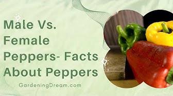 'Video thumbnail for Male VS.  Female Peppers – Facts About Peppers'