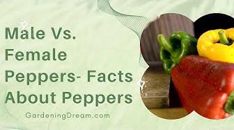 'Video thumbnail for Male VS. Female Peppers – Facts About Peppers'
