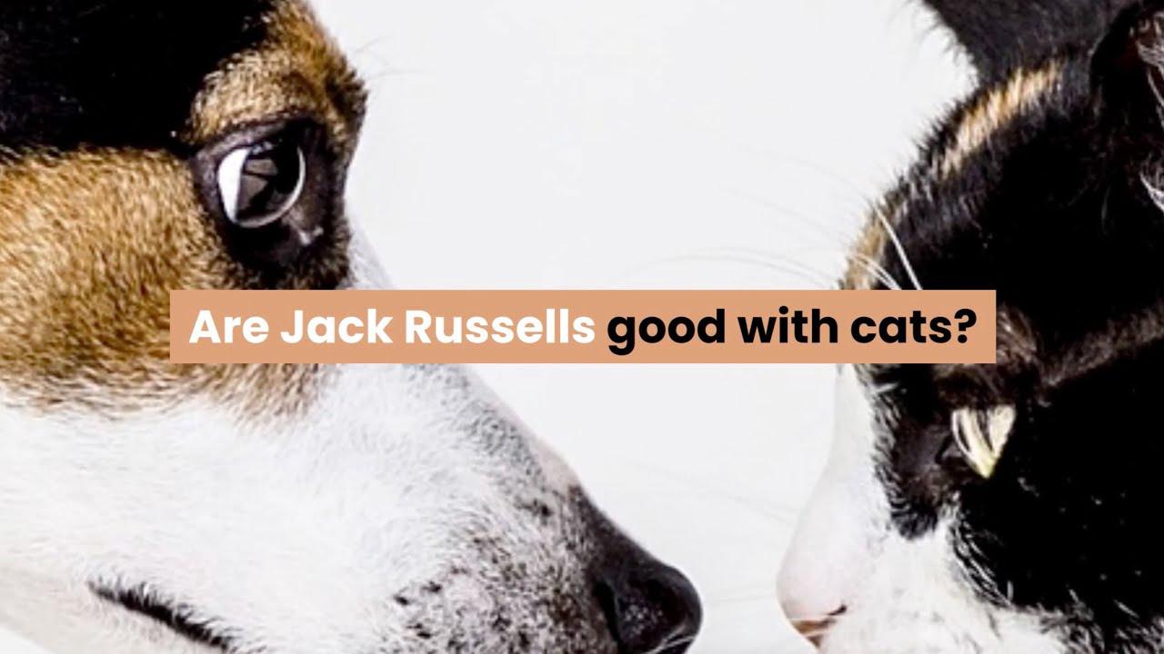 'Video thumbnail for Are Jack Russells Good With Cats?'