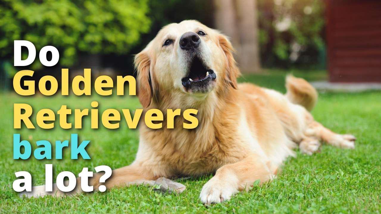 'Video thumbnail for Do Golden Retrievers Bark A Lot?'