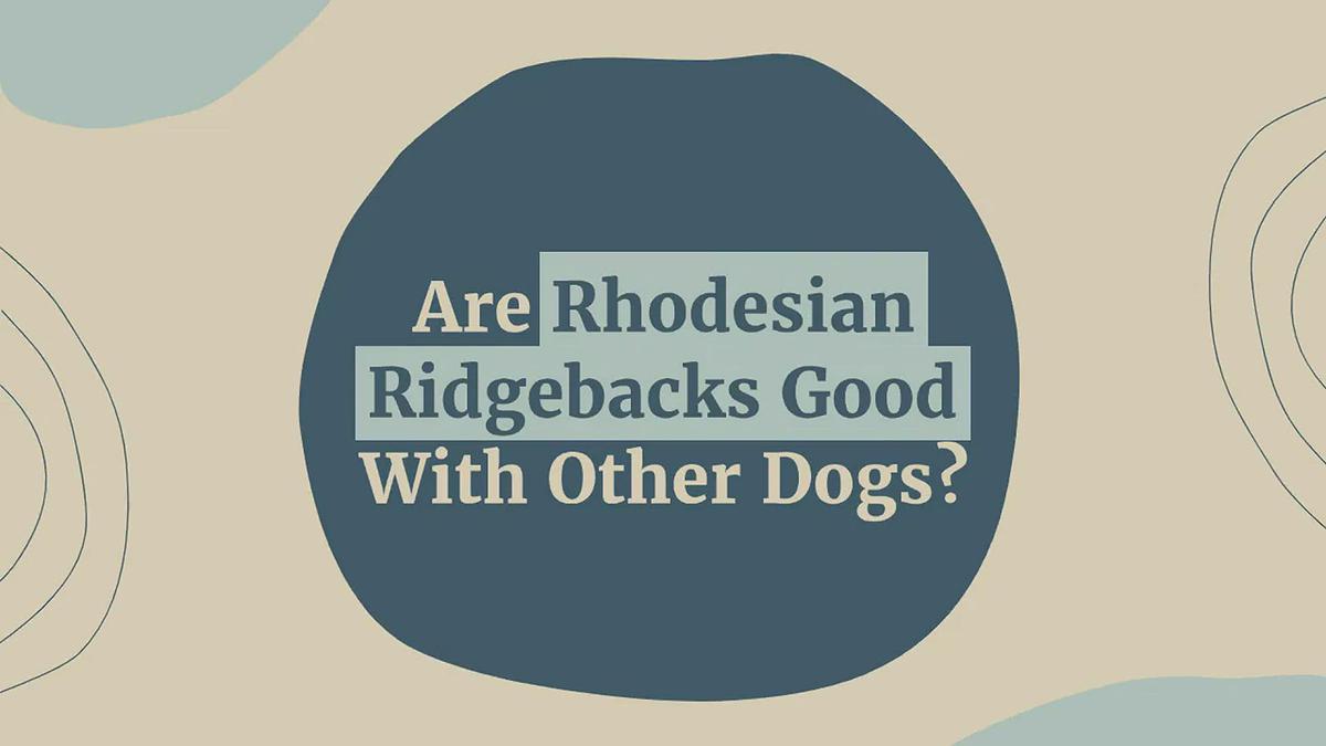 'Video thumbnail for Are Rhodesian Ridgebacks Good with Other Dogs?'