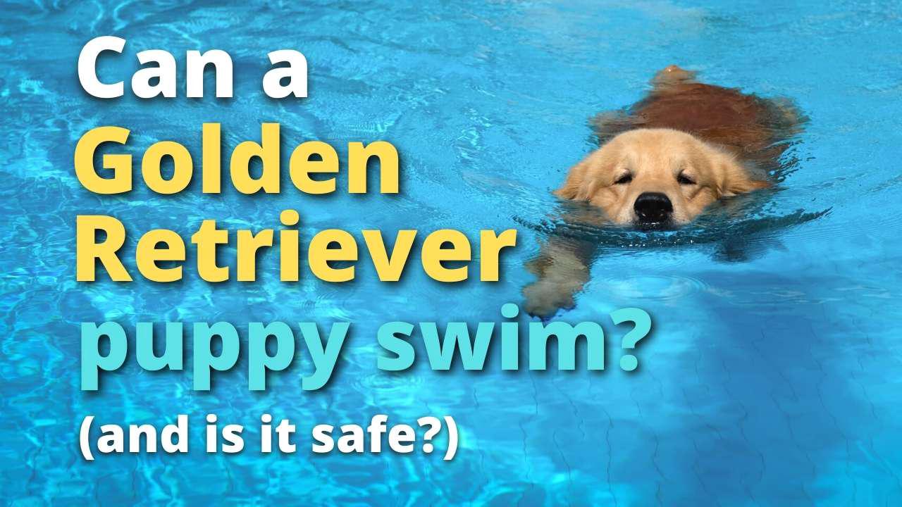 'Video thumbnail for Can Golden Retriever Puppies Swim?'