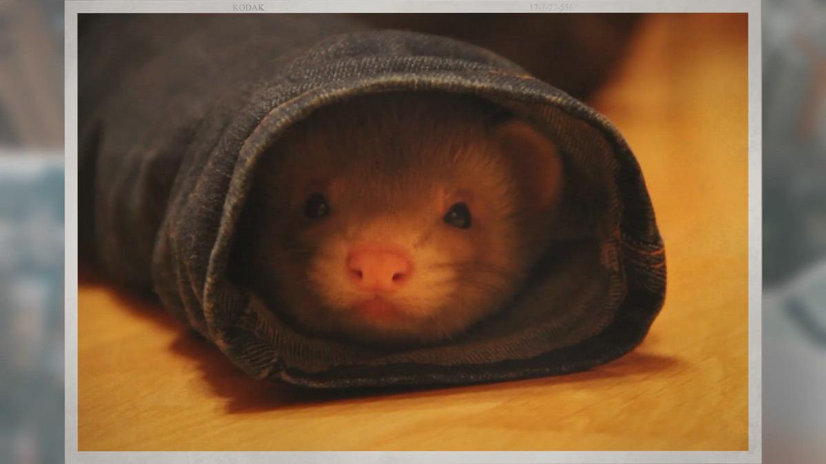 'Video thumbnail for Do Ferrets and Cats Get Along?'
