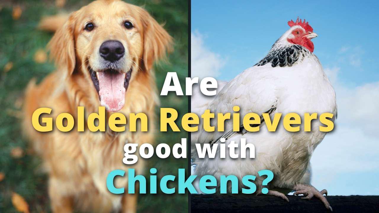 'Video thumbnail for Are Golden Retrievers Good With Chickens?'