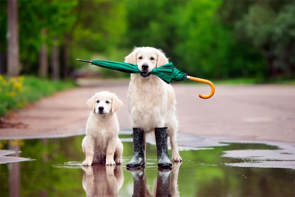 Rainy day dogs