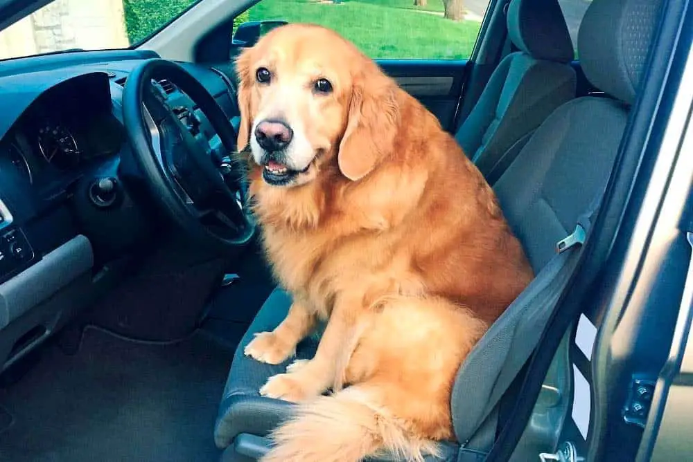 Golden retriever in the car