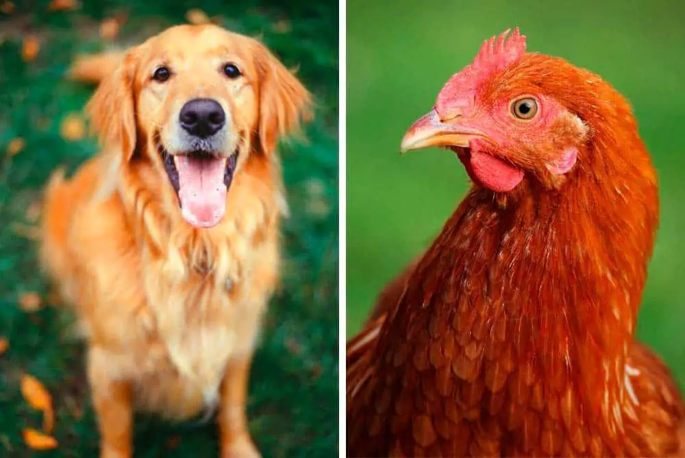 Do chickens and golden retrievers get along?