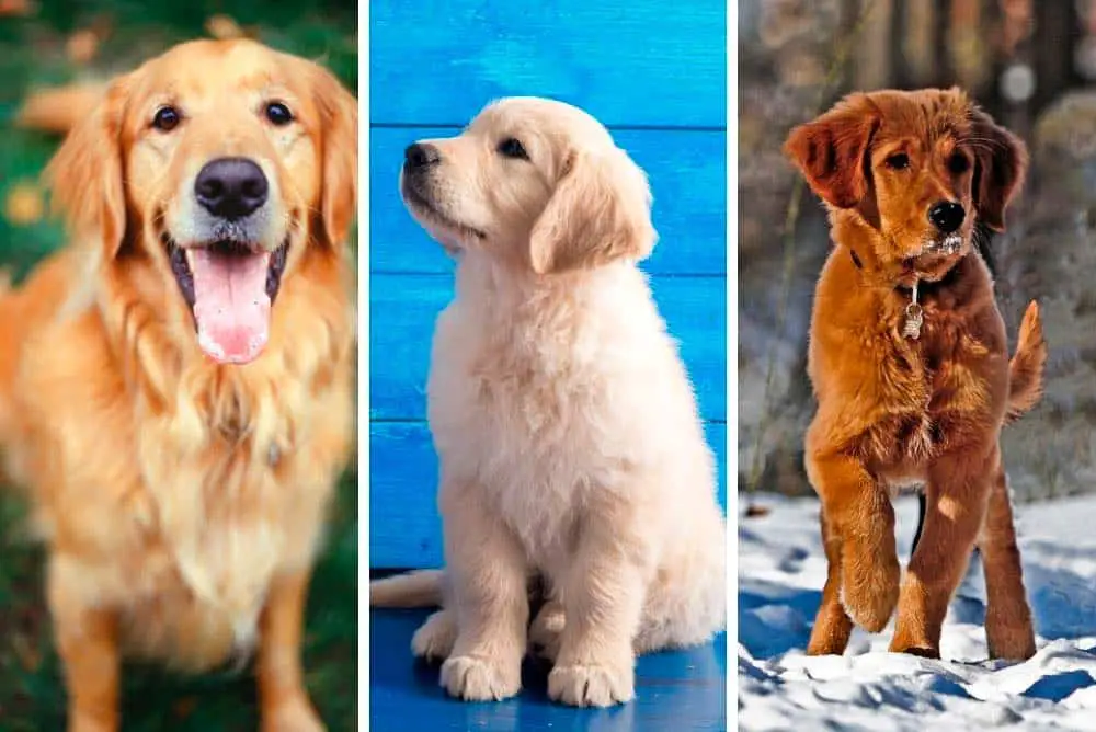 What Color Will My Golden Retriever Puppy Be