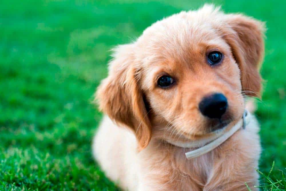 What it cost to buy a Golden Retriever from a good breeder?