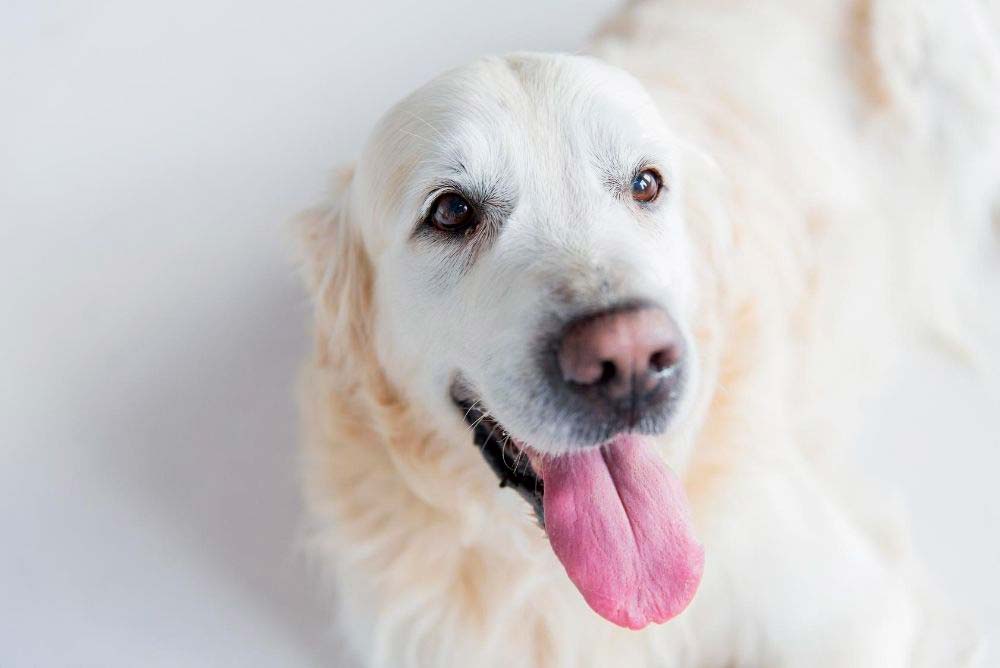 Cream Golden Retriever