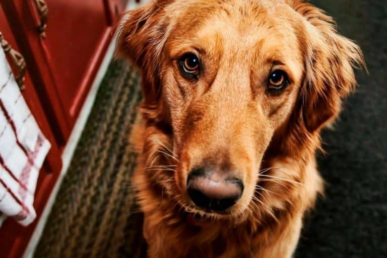 The World of Golden Retriever Coat Colors (with Pictures!) Loyal Goldens