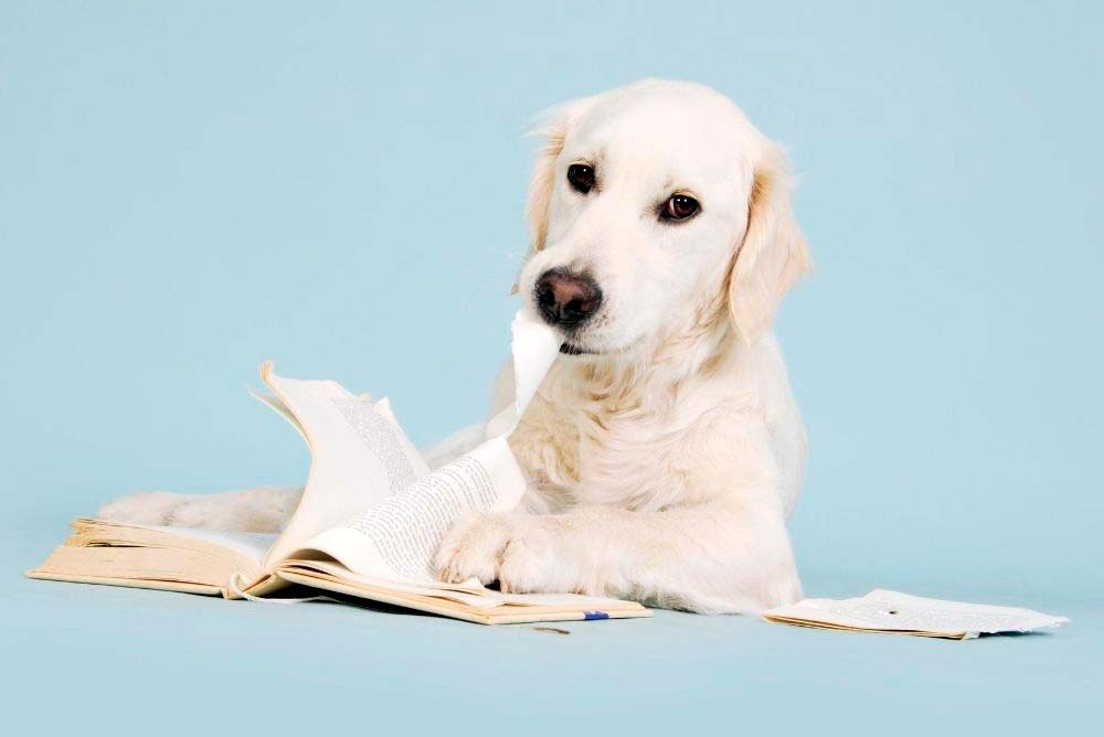 A destructive golden retriever tears up a book.