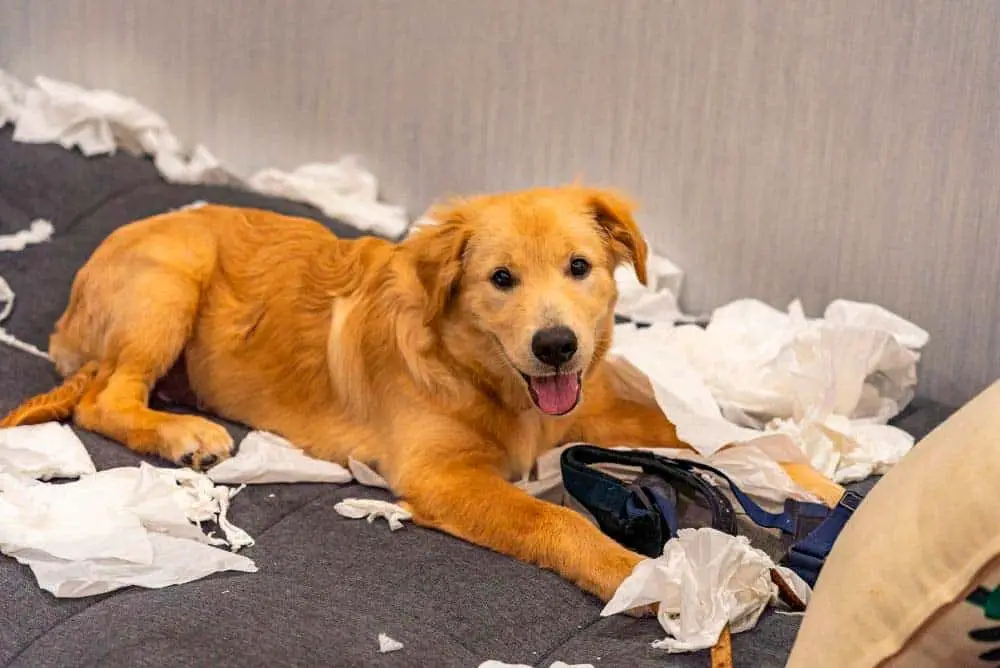 Golden retriever ripping up papers and making a mess.