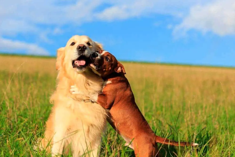 A golden retriever and his best little doggy friend