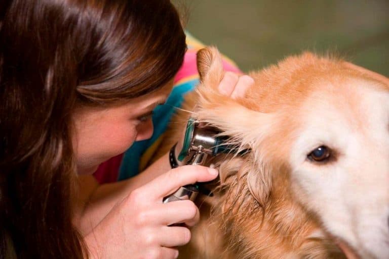 How to Care for Golden Retriever Ears (StepbyStep Guide) Loyal Goldens
