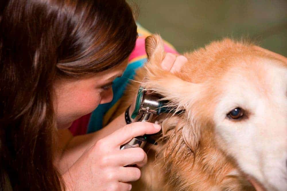 Checking a golden retriever's ears.