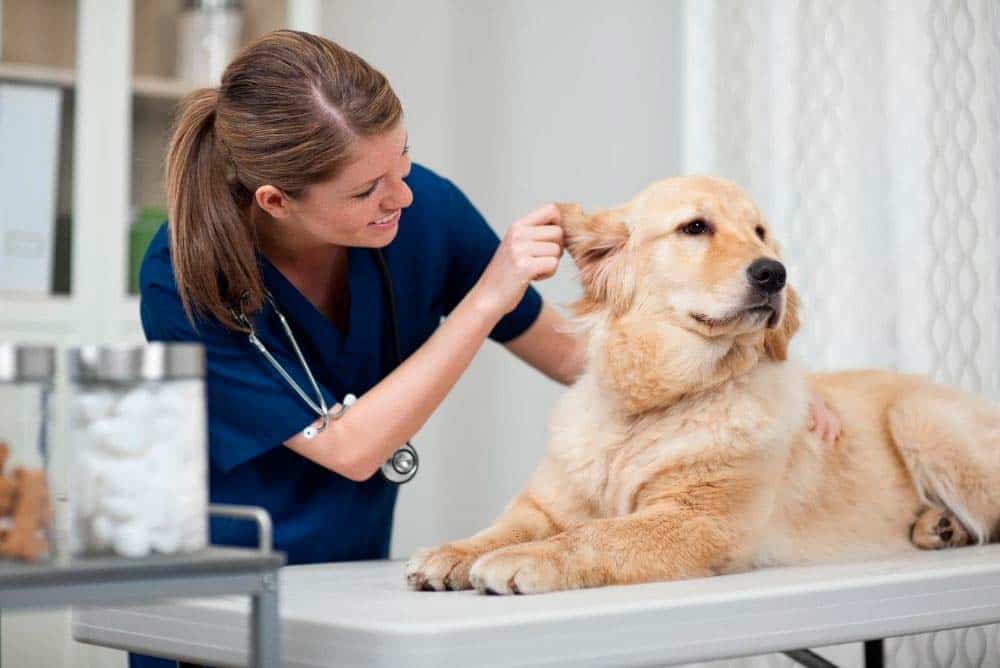 Veterinarian checking a golden retrievers ears.